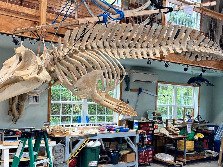 Bonehenge Whale Center Beaufort NC 768x576